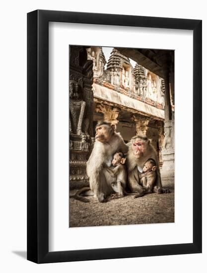 Bonnet Macaque (Macaca Radiata) Females Suckling Babies in Temple, Hampi, Karnataka, India, July-Paul Williams-Framed Photographic Print