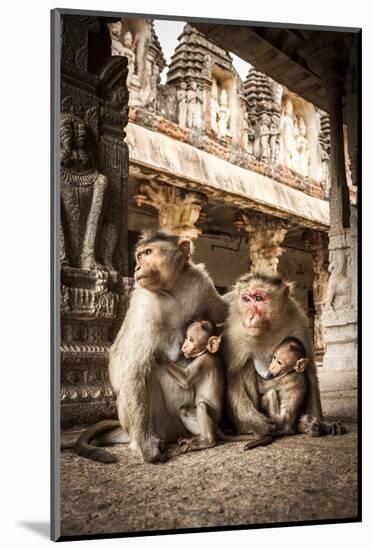 Bonnet Macaque (Macaca Radiata) Females Suckling Babies in Temple, Hampi, Karnataka, India, July-Paul Williams-Mounted Photographic Print