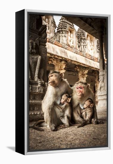 Bonnet Macaque (Macaca Radiata) Females Suckling Babies in Temple, Hampi, Karnataka, India, July-Paul Williams-Framed Premier Image Canvas