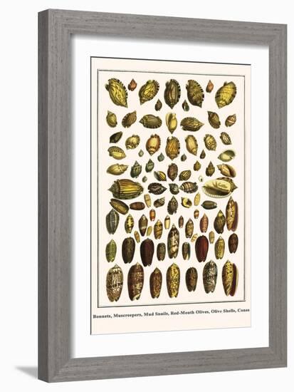 Bonnets, Muscreepers, Mud Snails, Red-Mouth Olives, Olive Shells, Cones-Albertus Seba-Framed Art Print