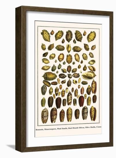 Bonnets, Muscreepers, Mud Snails, Red-Mouth Olives, Olive Shells, Cones-Albertus Seba-Framed Art Print