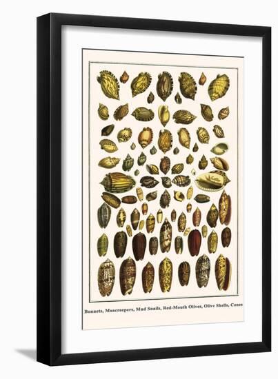 Bonnets, Muscreepers, Mud Snails, Red-Mouth Olives, Olive Shells, Cones-Albertus Seba-Framed Art Print