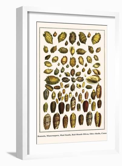 Bonnets, Muscreepers, Mud Snails, Red-Mouth Olives, Olive Shells, Cones-Albertus Seba-Framed Art Print