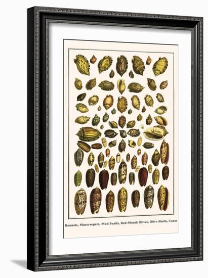 Bonnets, Muscreepers, Mud Snails, Red-Mouth Olives, Olive Shells, Cones-Albertus Seba-Framed Art Print