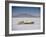 Bonneville Hot Rod Meet at the Bonneville Salt Flats in Utah-J^ R^ Eyerman-Framed Photographic Print