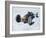 Bonneville Hot Rod Meet at the Bonneville Salt Flats in Utah-J^ R^ Eyerman-Framed Photographic Print