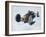 Bonneville Hot Rod Meet at the Bonneville Salt Flats in Utah-J^ R^ Eyerman-Framed Photographic Print