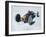 Bonneville Hot Rod Meet at the Bonneville Salt Flats in Utah-J^ R^ Eyerman-Framed Photographic Print