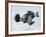 Bonneville Hot Rod Meet at the Bonneville Salt Flats in Utah-J^ R^ Eyerman-Framed Photographic Print