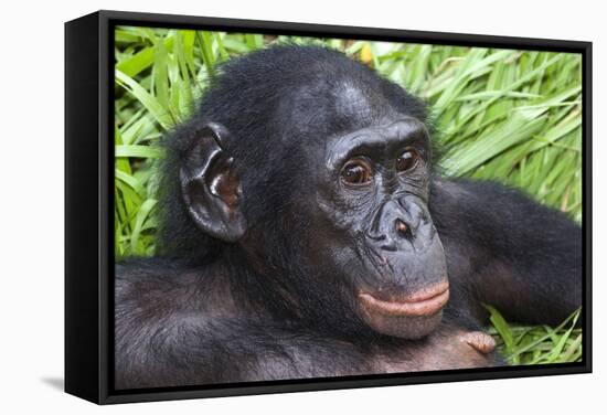 Bonobo Ape-Tony Camacho-Framed Premier Image Canvas