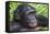 Bonobo Ape-Tony Camacho-Framed Premier Image Canvas