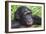 Bonobo Ape-Tony Camacho-Framed Photographic Print