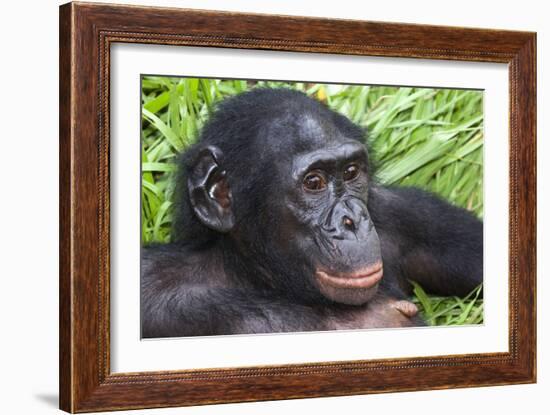 Bonobo Ape-Tony Camacho-Framed Photographic Print