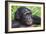 Bonobo Ape-Tony Camacho-Framed Photographic Print