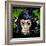 Bonobo Monkey-null-Framed Art Print