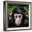 Bonobo Monkey-null-Framed Art Print