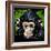 Bonobo Monkey-null-Framed Art Print