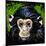 Bonobo Monkey-null-Mounted Art Print