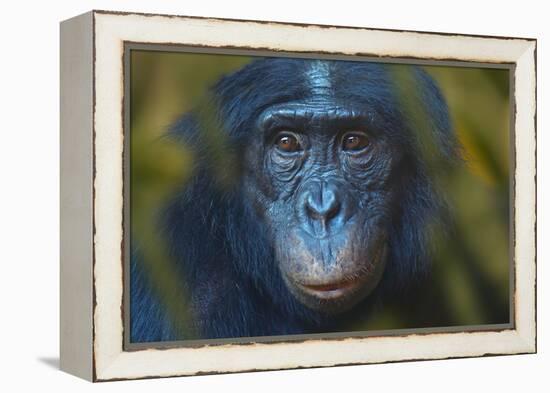 Bonobo (Pan Paniscus) Captive, Portrait, Occurs In The Congo Basin. Leaves Digitally Added-Ernie Janes-Framed Premier Image Canvas