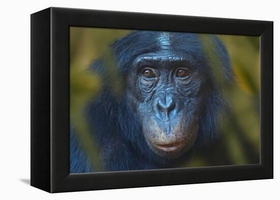 Bonobo (Pan Paniscus) Captive, Portrait, Occurs In The Congo Basin. Leaves Digitally Added-Ernie Janes-Framed Premier Image Canvas