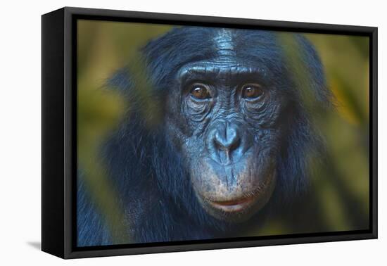 Bonobo (Pan Paniscus) Captive, Portrait, Occurs In The Congo Basin. Leaves Digitally Added-Ernie Janes-Framed Premier Image Canvas