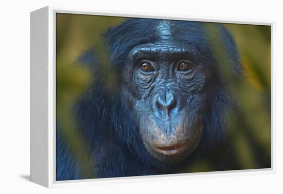 Bonobo (Pan Paniscus) Captive, Portrait, Occurs In The Congo Basin. Leaves Digitally Added-Ernie Janes-Framed Premier Image Canvas