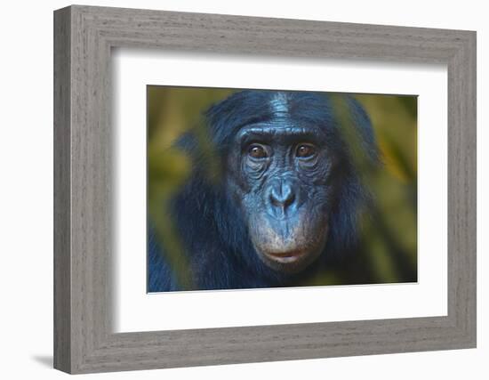 Bonobo (Pan Paniscus) Captive, Portrait, Occurs In The Congo Basin. Leaves Digitally Added-Ernie Janes-Framed Photographic Print