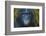 Bonobo (Pan Paniscus) Captive, Portrait, Occurs In The Congo Basin. Leaves Digitally Added-Ernie Janes-Framed Photographic Print