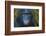 Bonobo (Pan Paniscus) Captive, Portrait, Occurs In The Congo Basin. Leaves Digitally Added-Ernie Janes-Framed Photographic Print