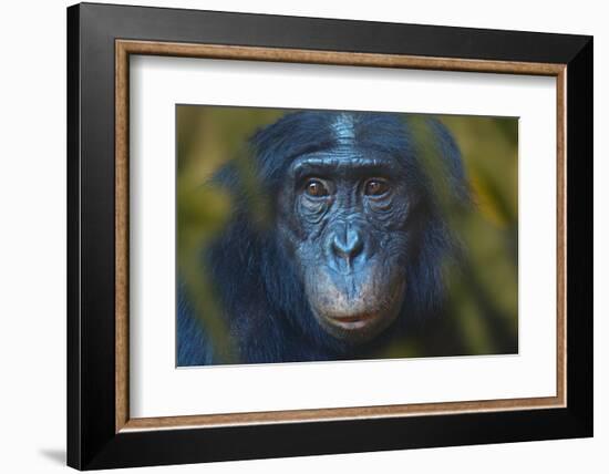 Bonobo (Pan Paniscus) Captive, Portrait, Occurs In The Congo Basin. Leaves Digitally Added-Ernie Janes-Framed Photographic Print