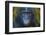 Bonobo (Pan Paniscus) Captive, Portrait, Occurs In The Congo Basin. Leaves Digitally Added-Ernie Janes-Framed Photographic Print