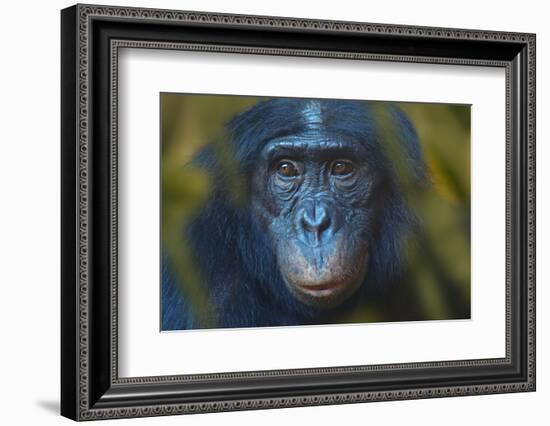 Bonobo (Pan Paniscus) Captive, Portrait, Occurs In The Congo Basin. Leaves Digitally Added-Ernie Janes-Framed Photographic Print