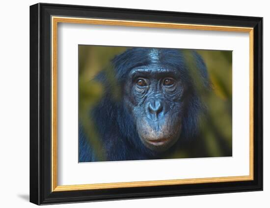 Bonobo (Pan Paniscus) Captive, Portrait, Occurs In The Congo Basin. Leaves Digitally Added-Ernie Janes-Framed Photographic Print