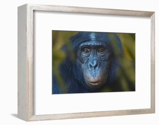 Bonobo (Pan Paniscus) Captive, Portrait, Occurs In The Congo Basin. Leaves Digitally Added-Ernie Janes-Framed Photographic Print