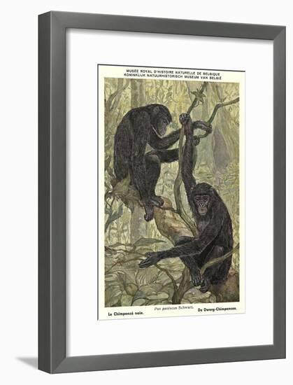 Bonobo Pygmy Chimpanzee-null-Framed Art Print