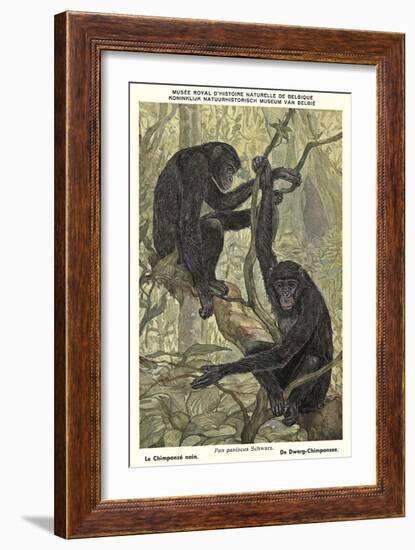 Bonobo Pygmy Chimpanzee-null-Framed Art Print