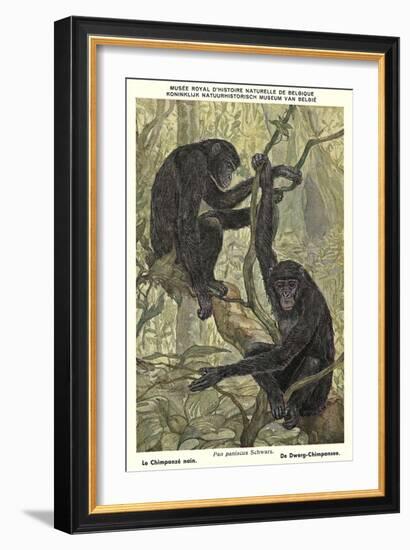 Bonobo Pygmy Chimpanzee-null-Framed Art Print