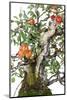 Bonsai Apple-Fabio Petroni-Mounted Photographic Print