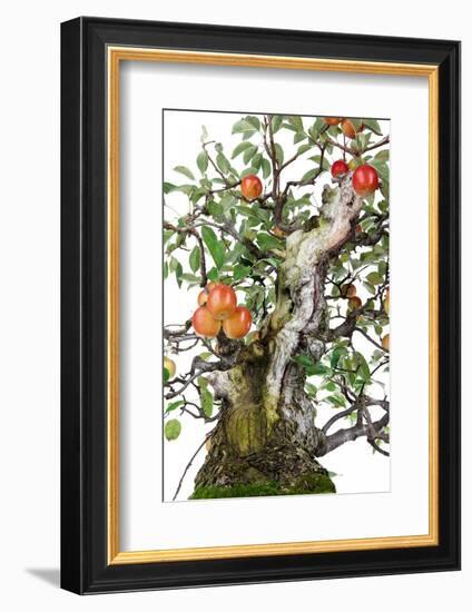 Bonsai Apple-Fabio Petroni-Framed Photographic Print