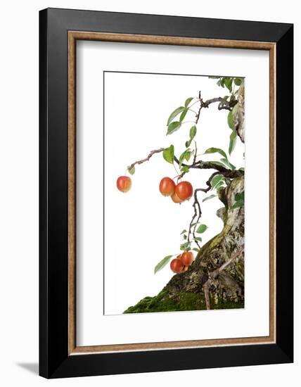 Bonsai Apple-Fabio Petroni-Framed Photographic Print