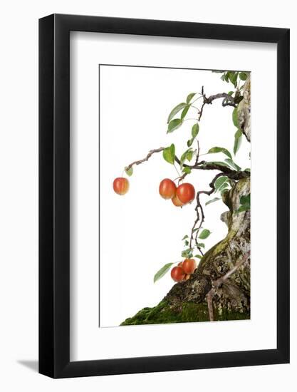 Bonsai Apple-Fabio Petroni-Framed Photographic Print