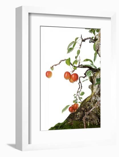 Bonsai Apple-Fabio Petroni-Framed Photographic Print