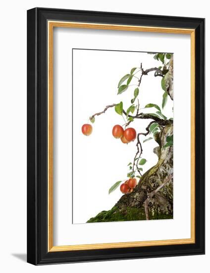 Bonsai Apple-Fabio Petroni-Framed Photographic Print