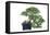 Bonsai Ficus-Fabio Petroni-Framed Premier Image Canvas