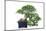 Bonsai Ficus-Fabio Petroni-Mounted Photographic Print