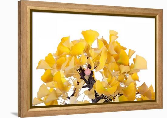 Bonsai Ginko Biloba-Fabio Petroni-Framed Premier Image Canvas