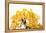 Bonsai Ginko Biloba-Fabio Petroni-Framed Premier Image Canvas