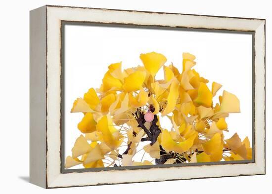 Bonsai Ginko Biloba-Fabio Petroni-Framed Premier Image Canvas