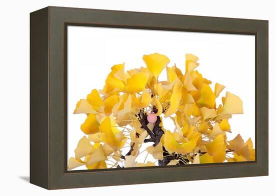 Bonsai Ginko Biloba-Fabio Petroni-Framed Premier Image Canvas