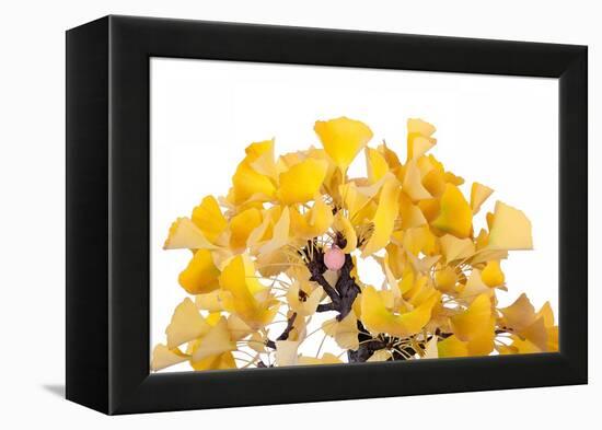 Bonsai Ginko Biloba-Fabio Petroni-Framed Premier Image Canvas